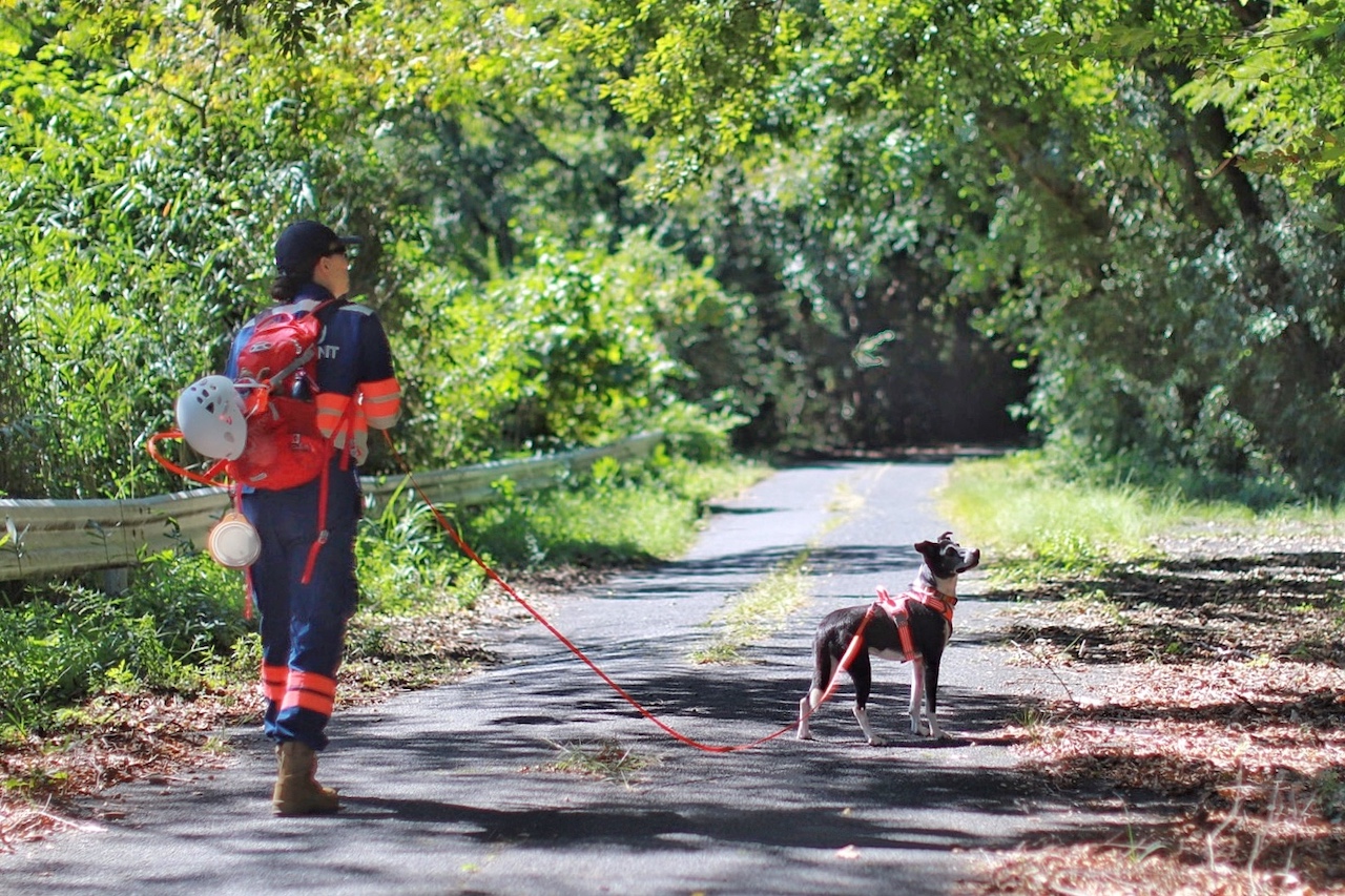 行方不明者捜索中の災害救助犬「ゼルダ」