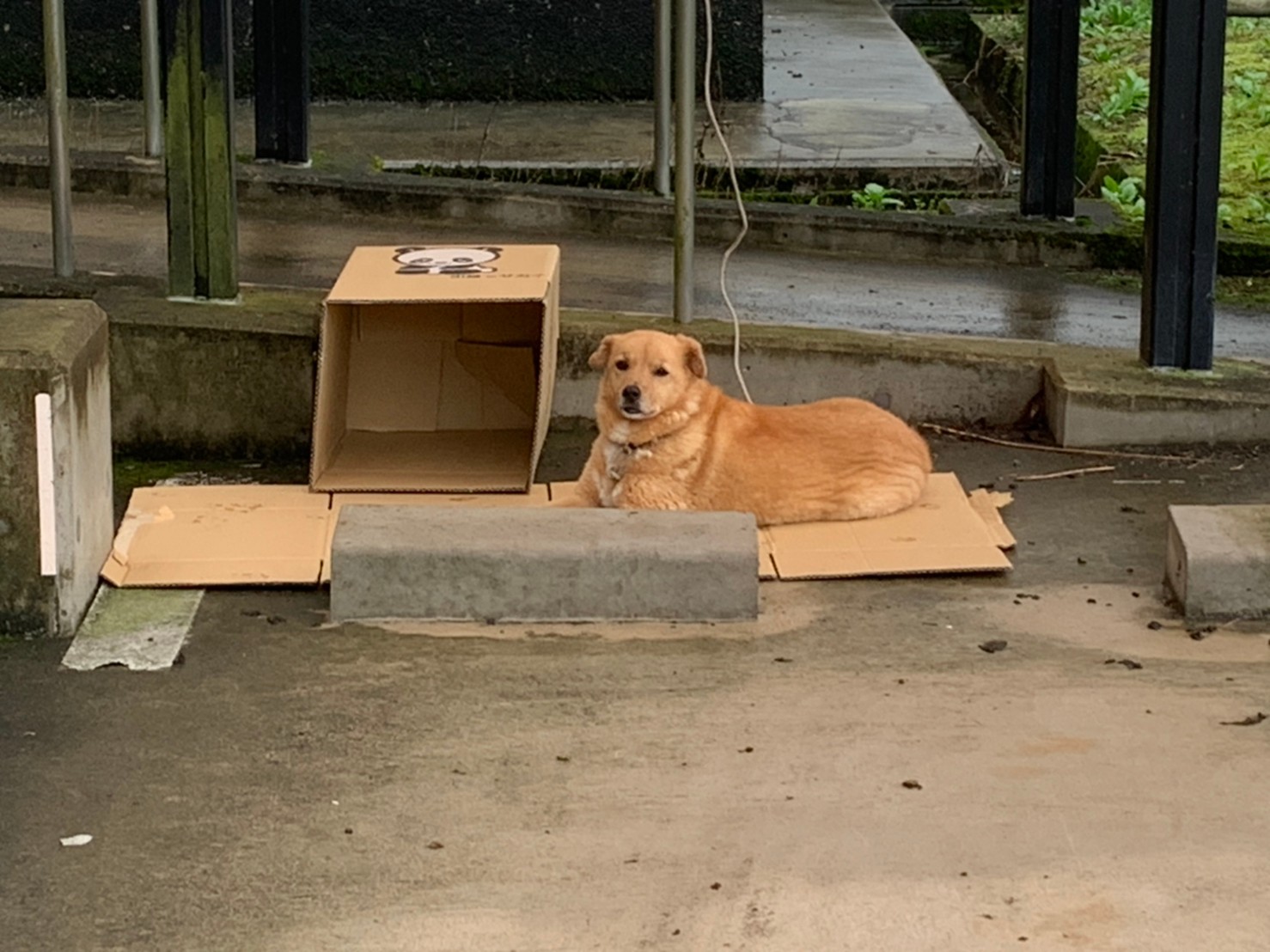 避難している犬のイメージ画像です。